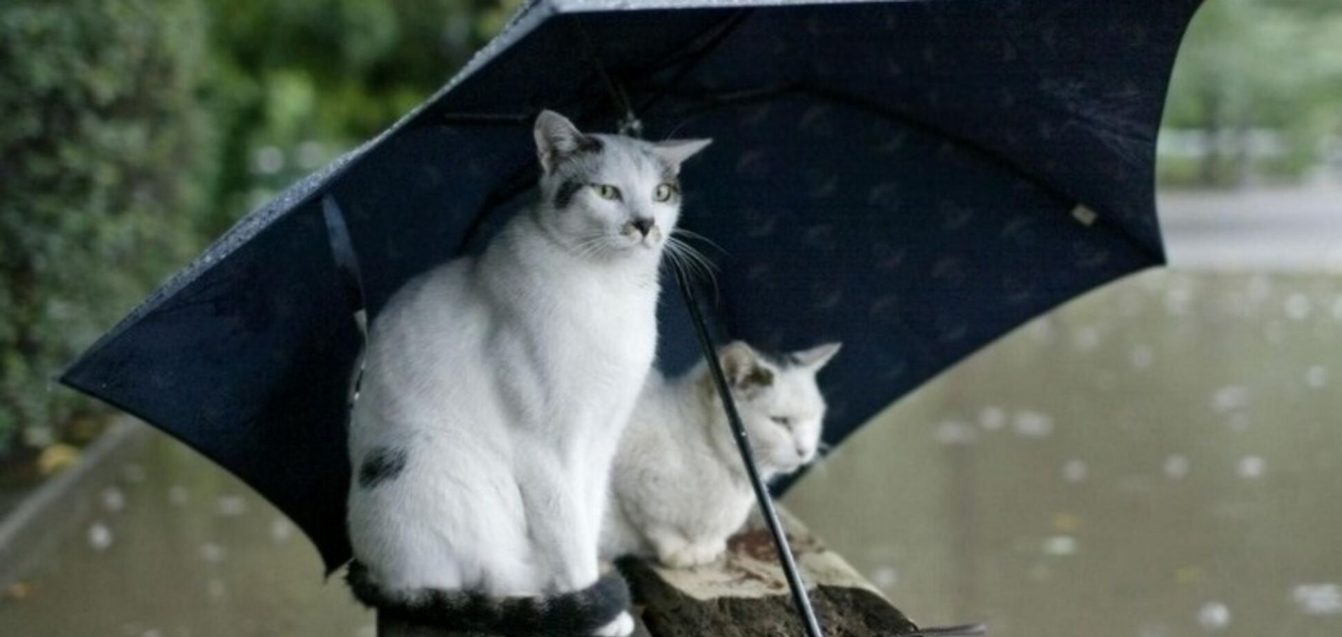 Україну накриє різке похолодання: синоптик дала прогноз