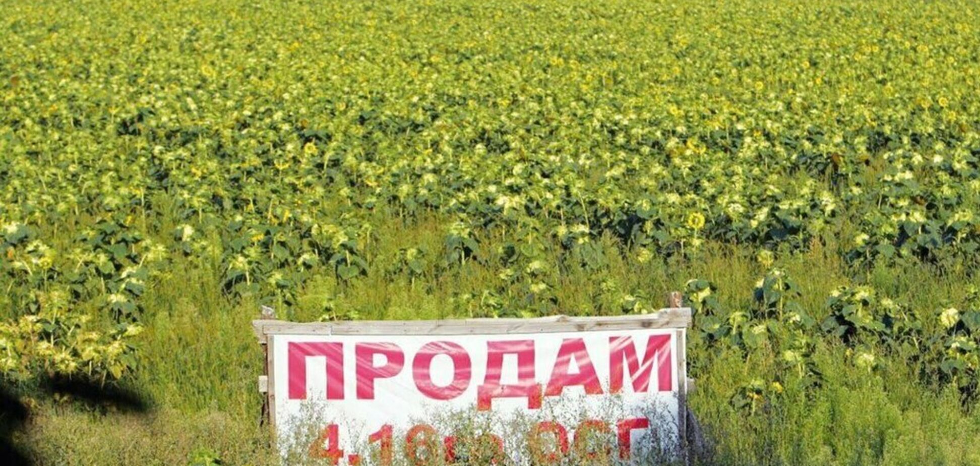Продажа земли в Украине: экономист объяснил, в чем ошибка Зеленского