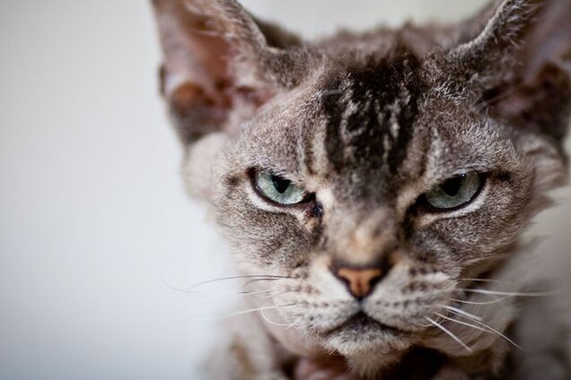 Нас приучают к лотку