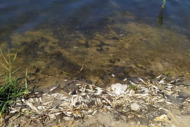 Сморід і мертва риба: окупанти довели Донецьк до екокатастрофи. Фото