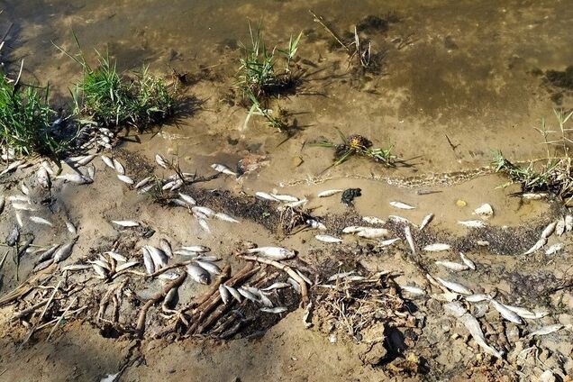 Мор рыбы в Кальмиусе: опять постаралась ДРГ?