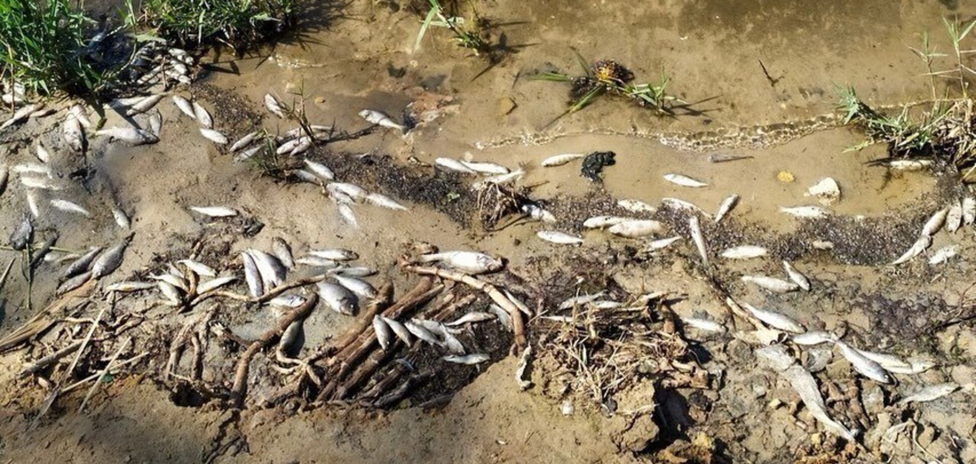 Мор рыбы в Кальмиусе: опять постаралась ДРГ?