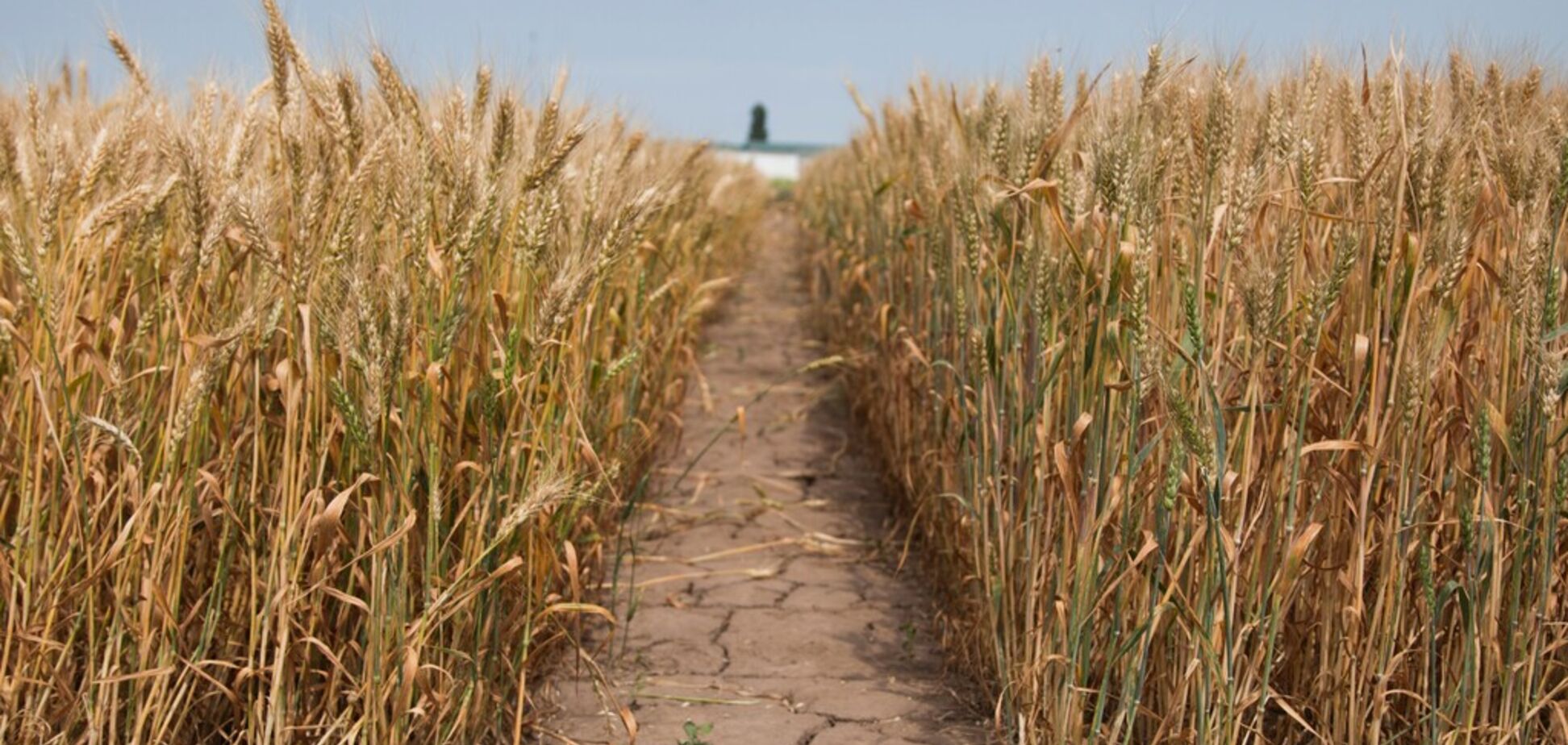 Вместо Польши: сколько в Украине платят за сезонный сбор урожая