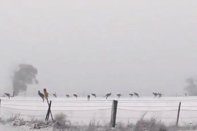 Кенгуру в Австралії