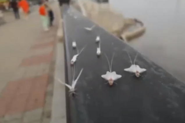 Накрыло, как снегом: жуткое нашествие насекомых в России попало на видео