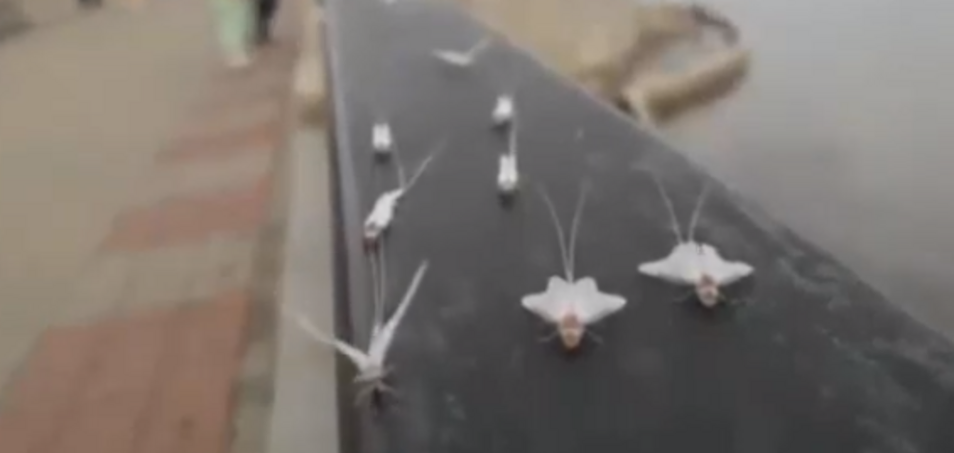 Благовещенск атаковали мотыльки