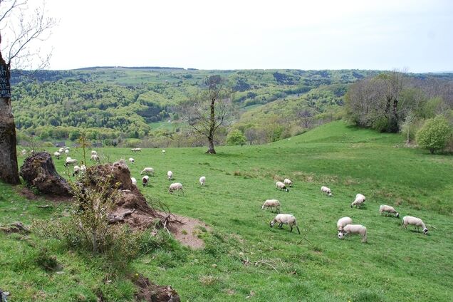 На Прикарпатье молния убила 20 овец