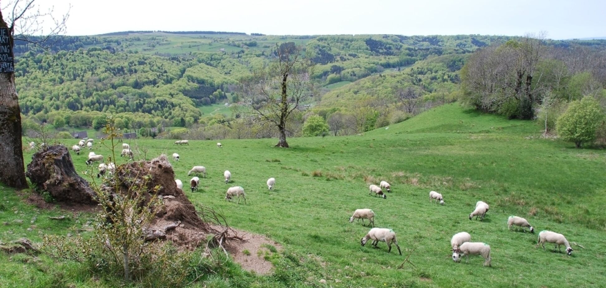 На Прикарпатье молния убила 20 овец
