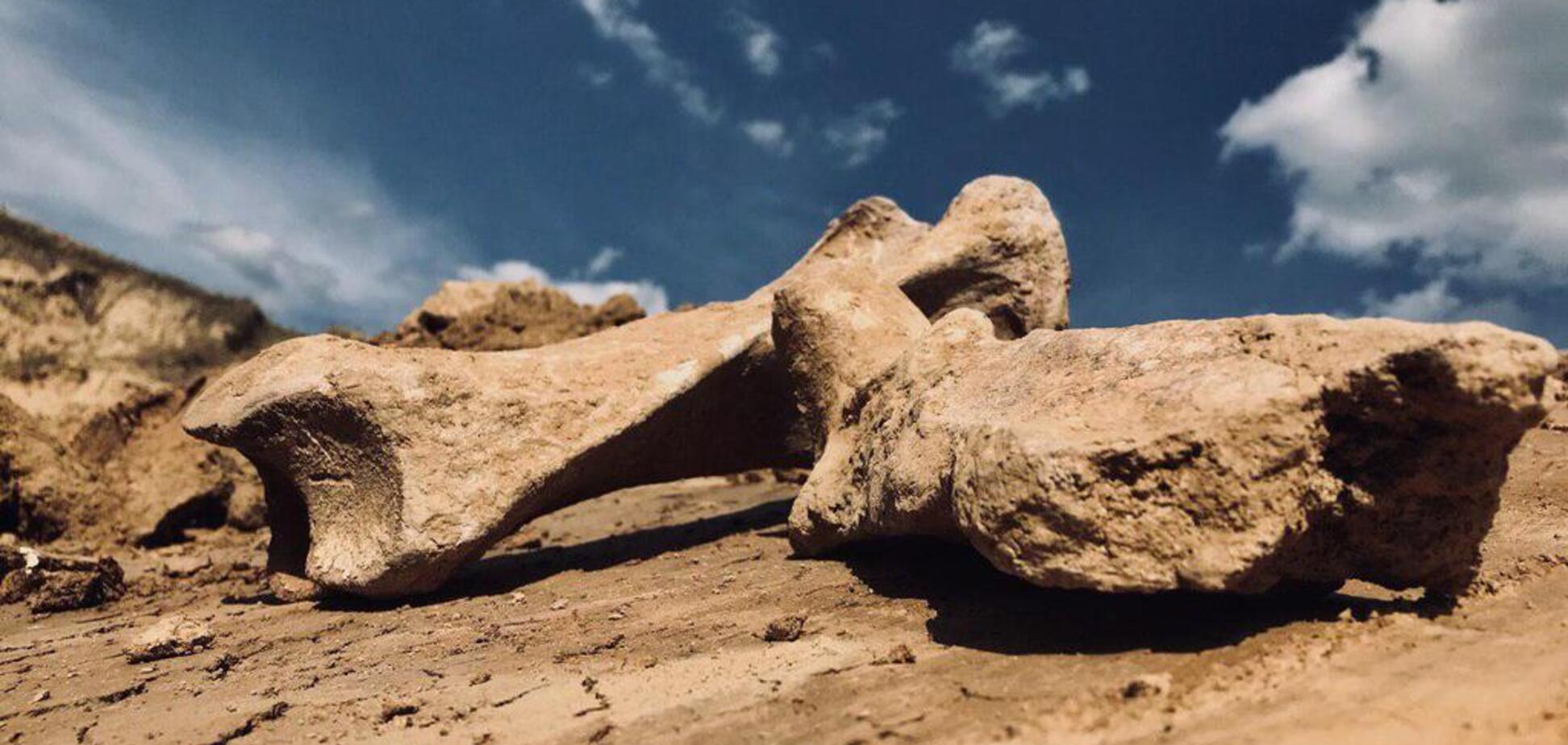 Уникальные остатки вымершего животного