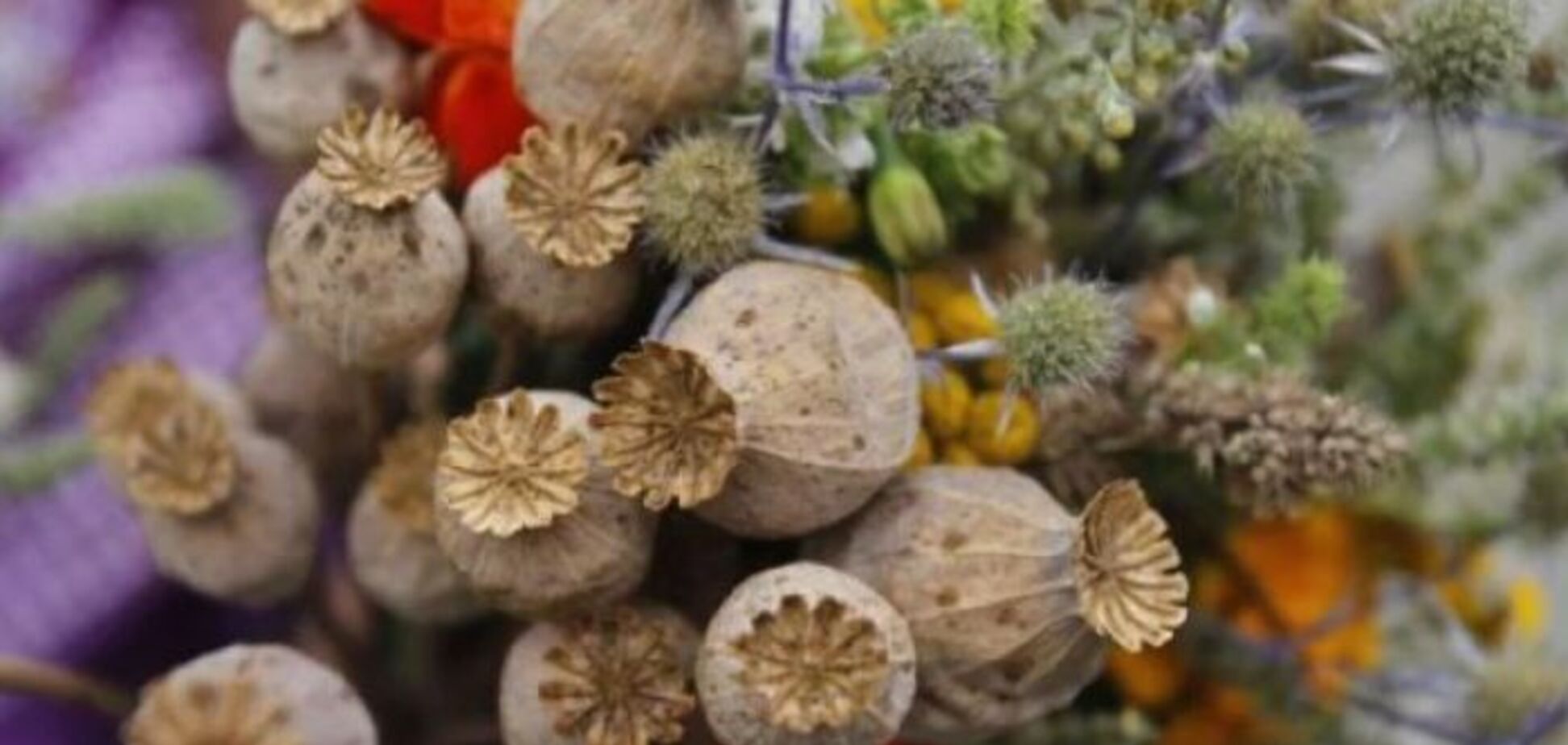 Свято Маковія: заборони дня, прикмети й традиції