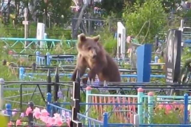 В России медведь разрыл могилу и утащил покойника