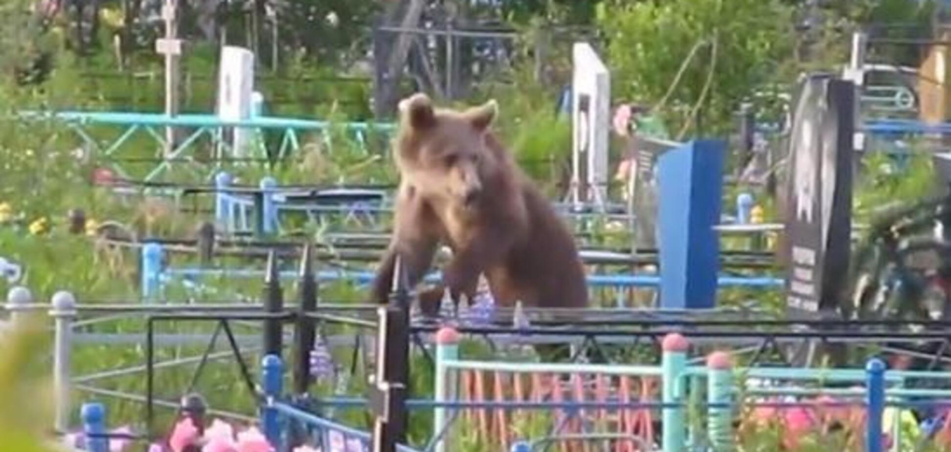 Медведь разрыл могилу в России и украл покойника