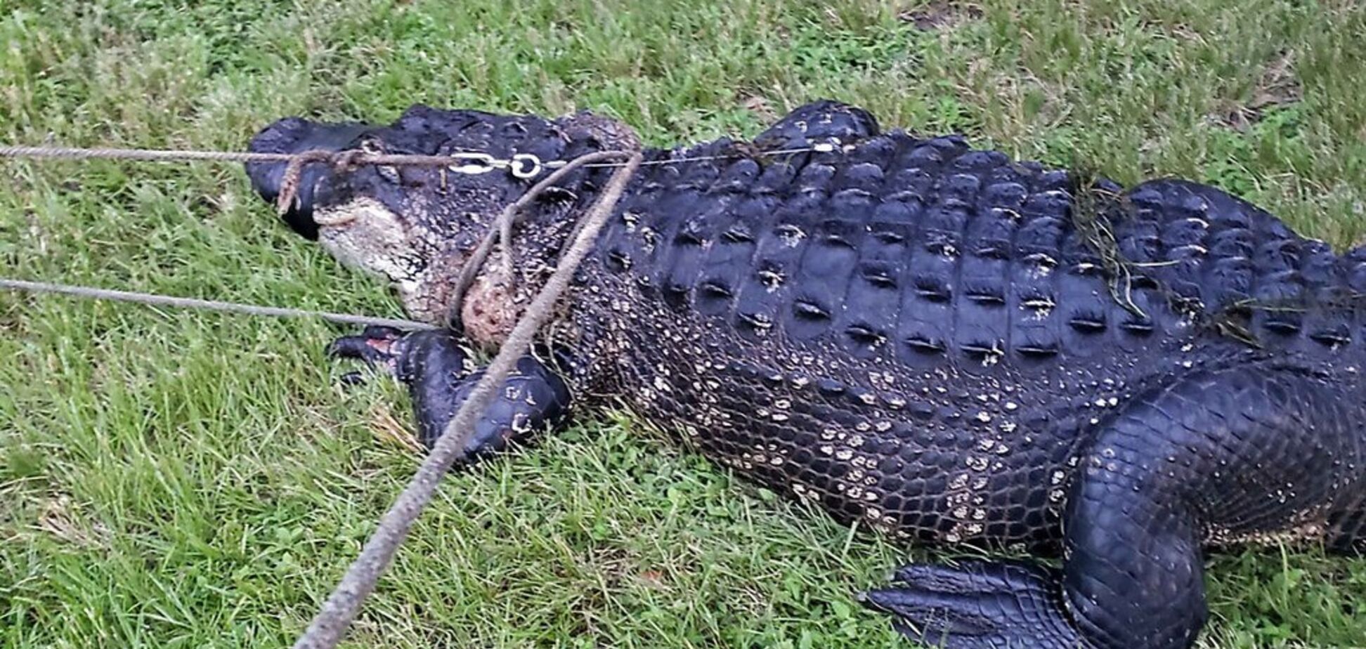 У США алігатор цілком проковтнув 45-кілограмового собаку