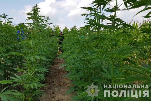 Поліція знайшла величезну партію конопель у полі на Буковині: фото і відео 'улову'