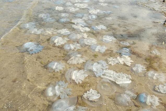 'Море пішло': на популярному курорті України назріває катастрофа. Фото і відео