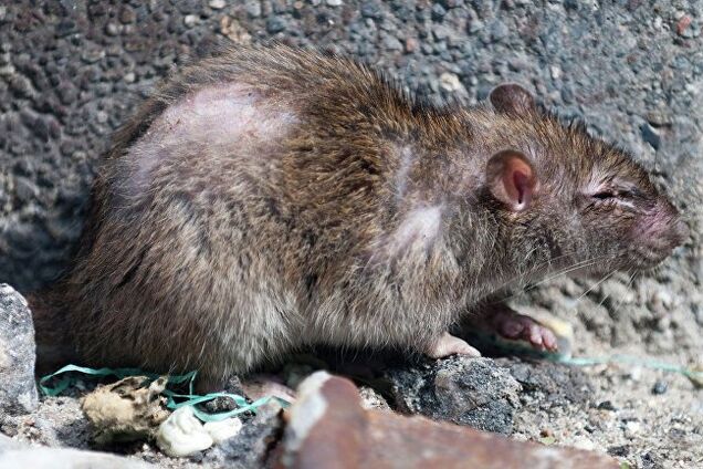 'Бегают по газонам и деревьям!' Днепр заполонили крысы