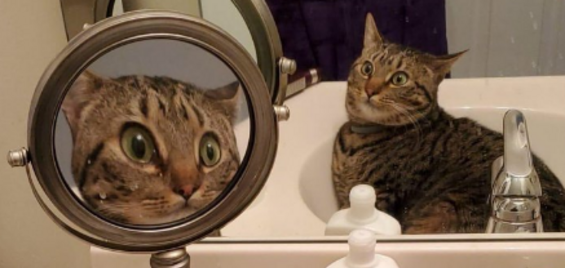 Забавное фото кота в зеркале