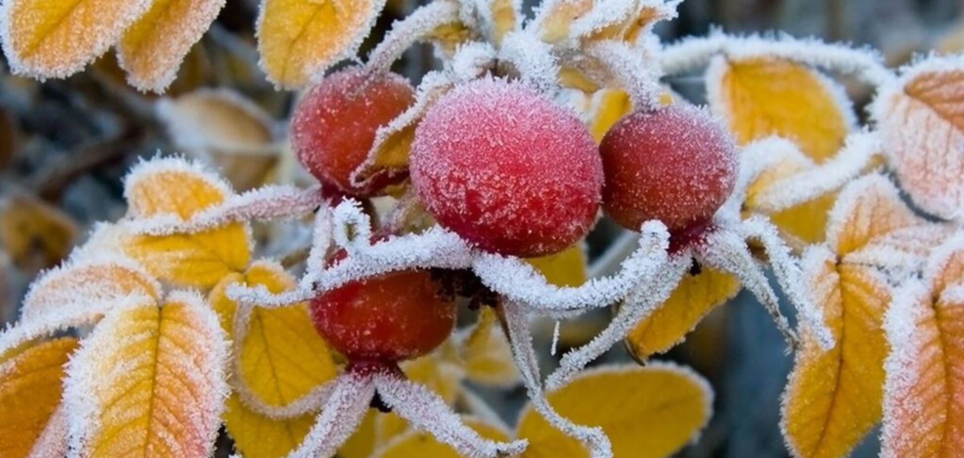 Після спеки одразу заморозки: з'явився прогноз погоди на осінь в Україні