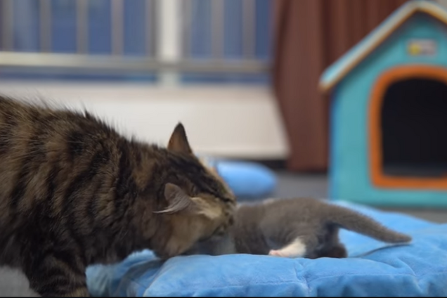 Можно будет вернуть мертвых: Китай поделился сенсацией о клонировании, видеофакт