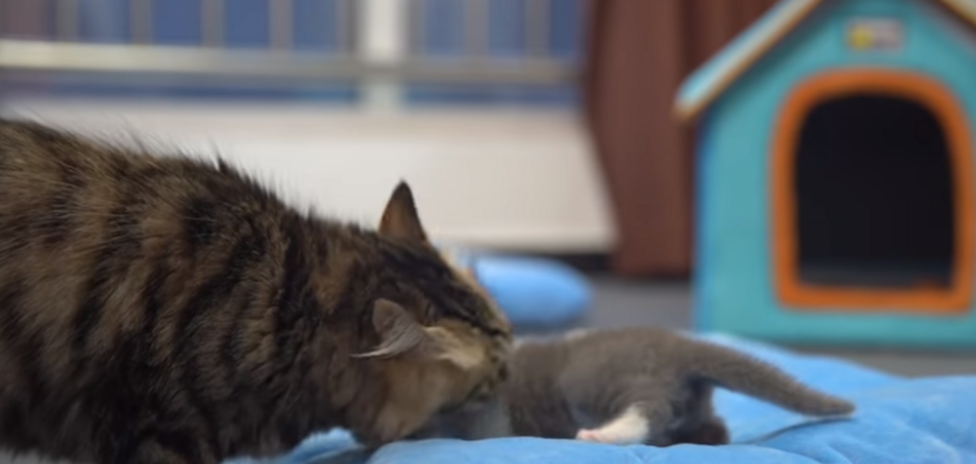 Можно будет вернуть мертвых: Китай поделился сенсацией о клонировании, видеофакт