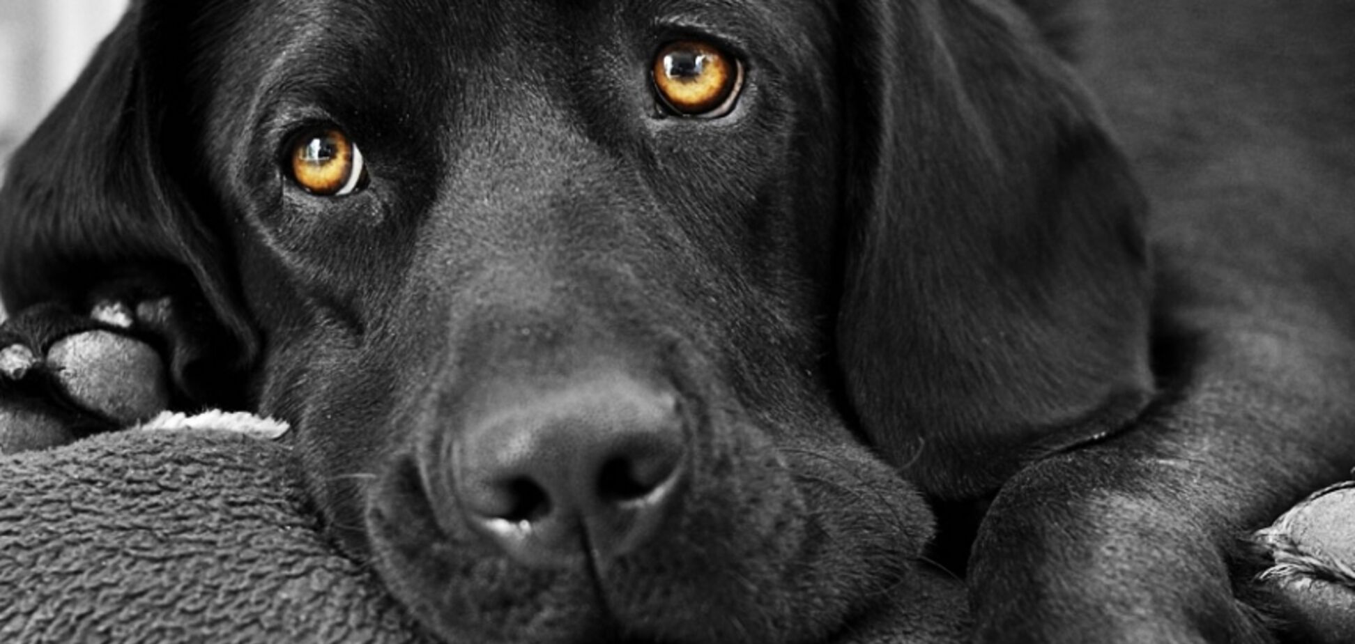 'Тотальный ад': в Днепре женщина держала в квартире собак в жутких условиях