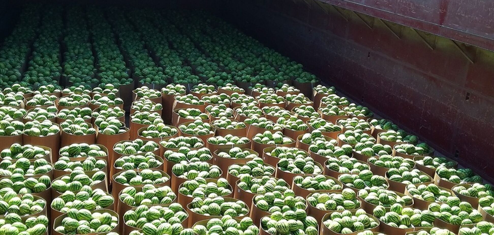 На Київщину привезли херсонські кавуни