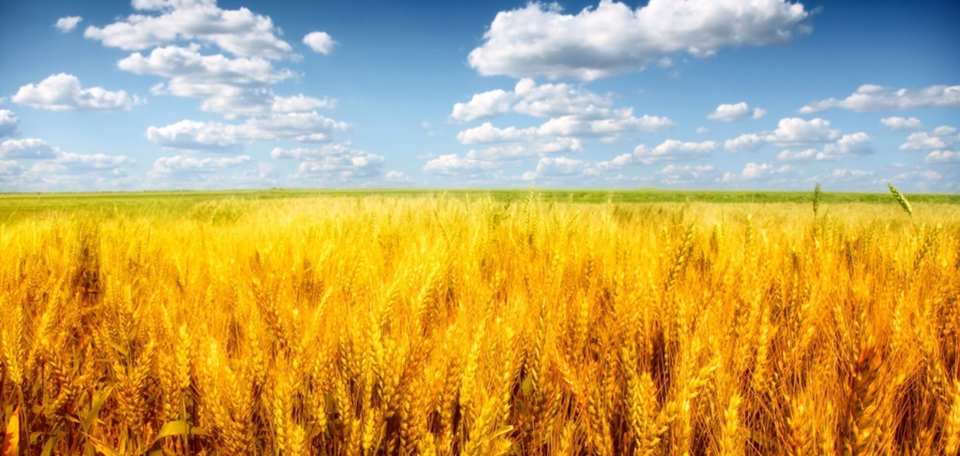 Флаг Украины, жёлтое и голубое. При чем тут Индия?