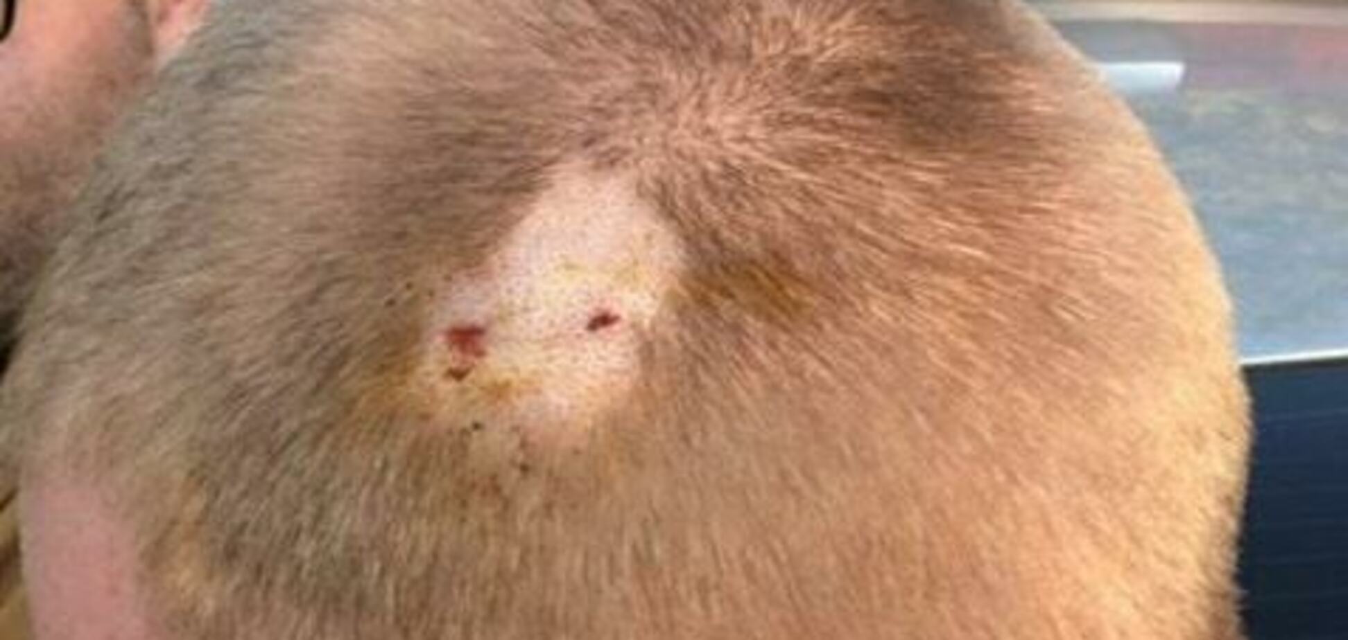 Стрельба с пострадавшими в парке Киева: выяснились скандальные факты о задержанных