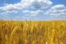 День Незалежності України