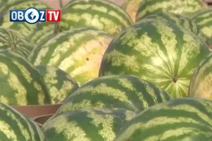 500 тонн кавунів до Дня Незалежності привезли у столицю