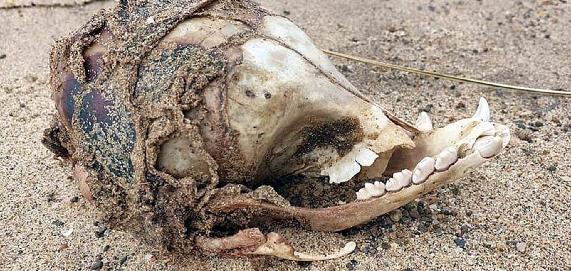 Без очниць і з іклами: моторошна знахідка у Британії підняла на вуха мережу