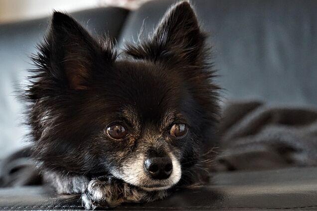 У Херсоні чихуахуа врятувала господаря від самогубства