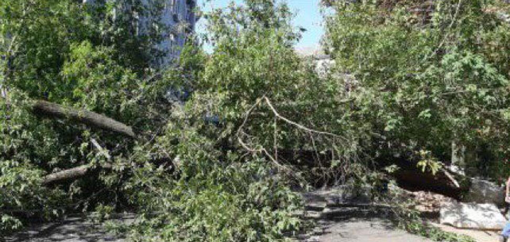 В центре Киева огромное дерево упало на пешехода: фото с места ЧП