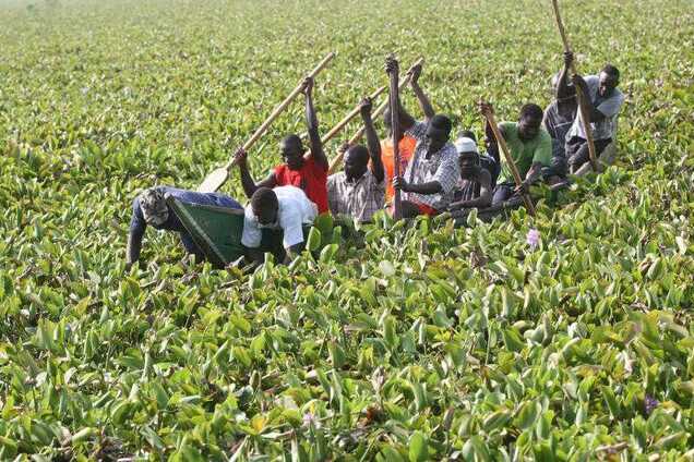В Кении водоросль-убийцу сделают неиссякаемым источником энергии