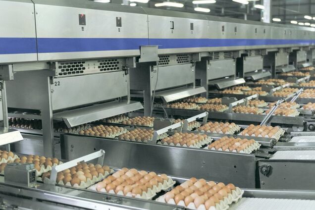 'Авангард' за півроку суттєво збільшив виробництво і експорт українських яєць