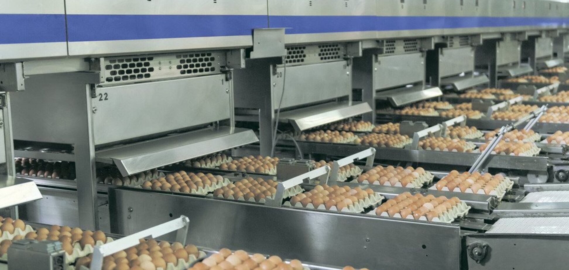 'Авангард' за полгода существенно увеличил производство и экспорт украинских яиц