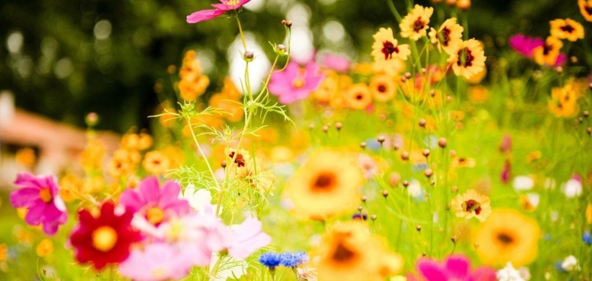 Останній подих літа: синоптики уточнили прогноз по Україні