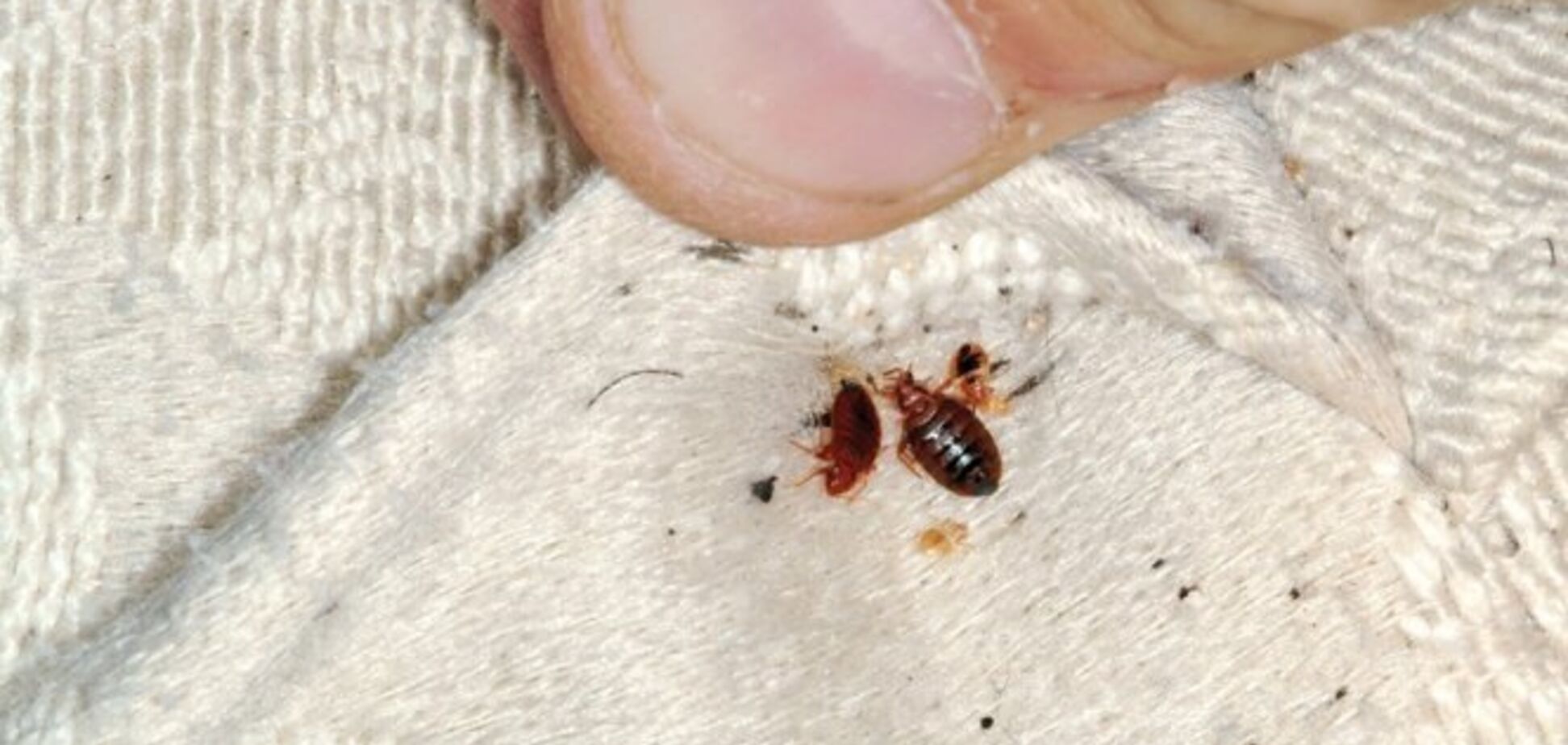 Отрута їх не бере: Москву атакували величезні небезпечні клопи