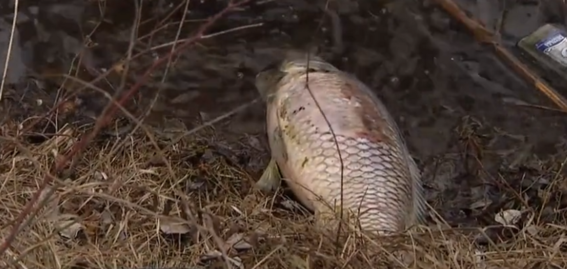 'Вонь, туши разбросало по берегу': в Киеве произошло масштабное ЧП