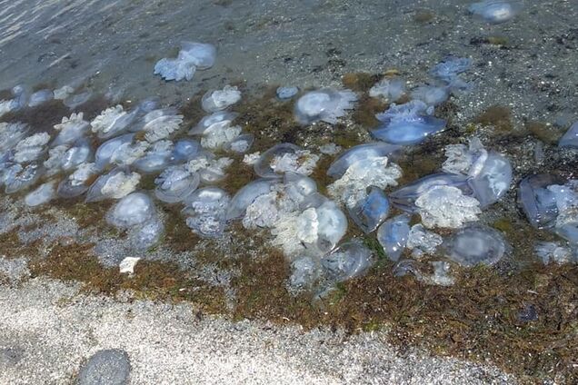 'Це пекло!' Відео з пляжу Азовського моря злякало мережу