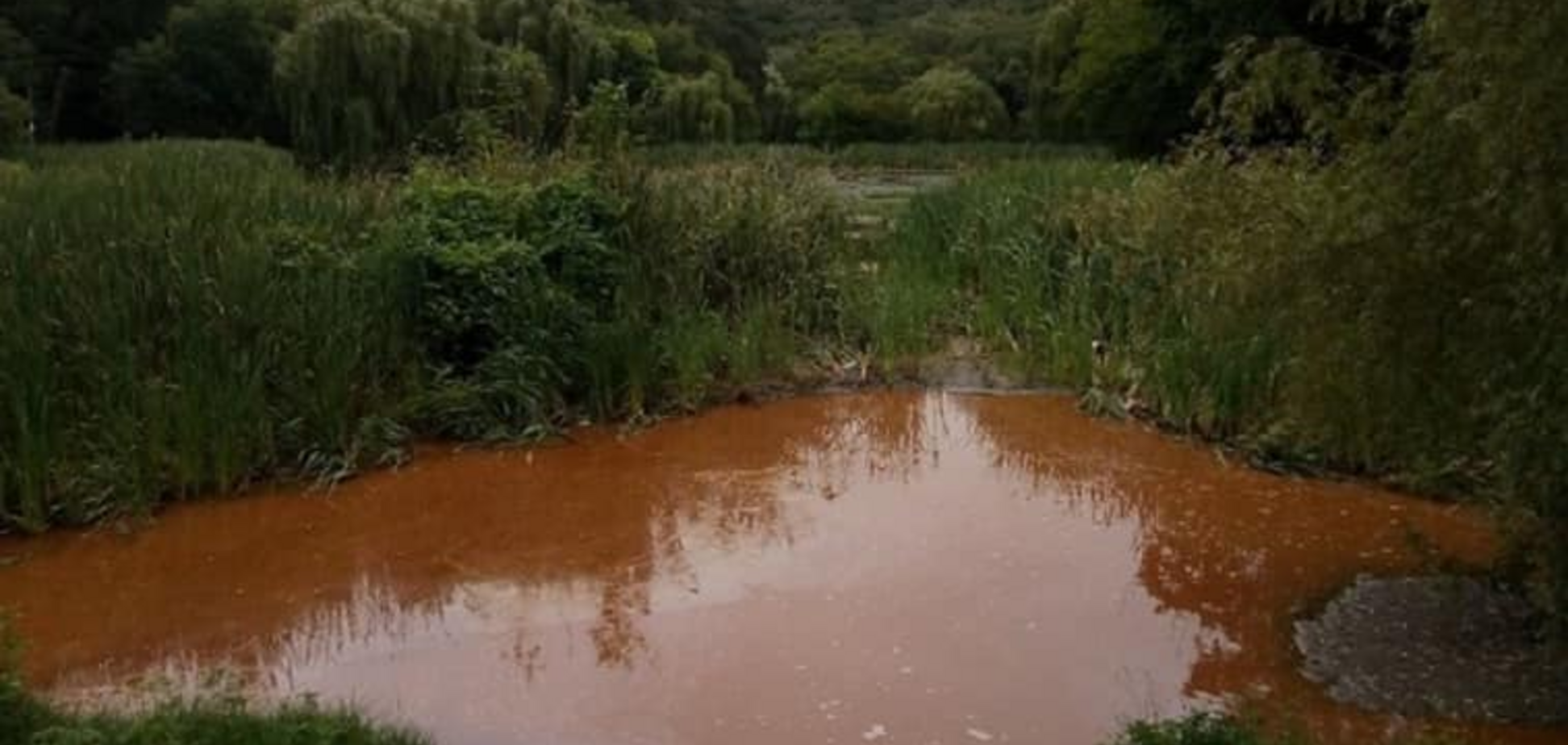 В озерах Києва вода забарвилася в іржавий колір: фото і подробиці НП