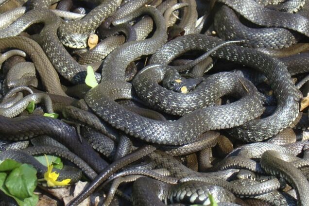 В Днепре в популярном месте отдыха расплодились змеи. Фото
