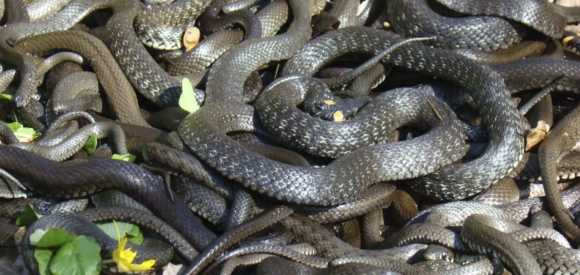 У Дніпрі в популярному місці відпочинку розплодилися змії. Фото