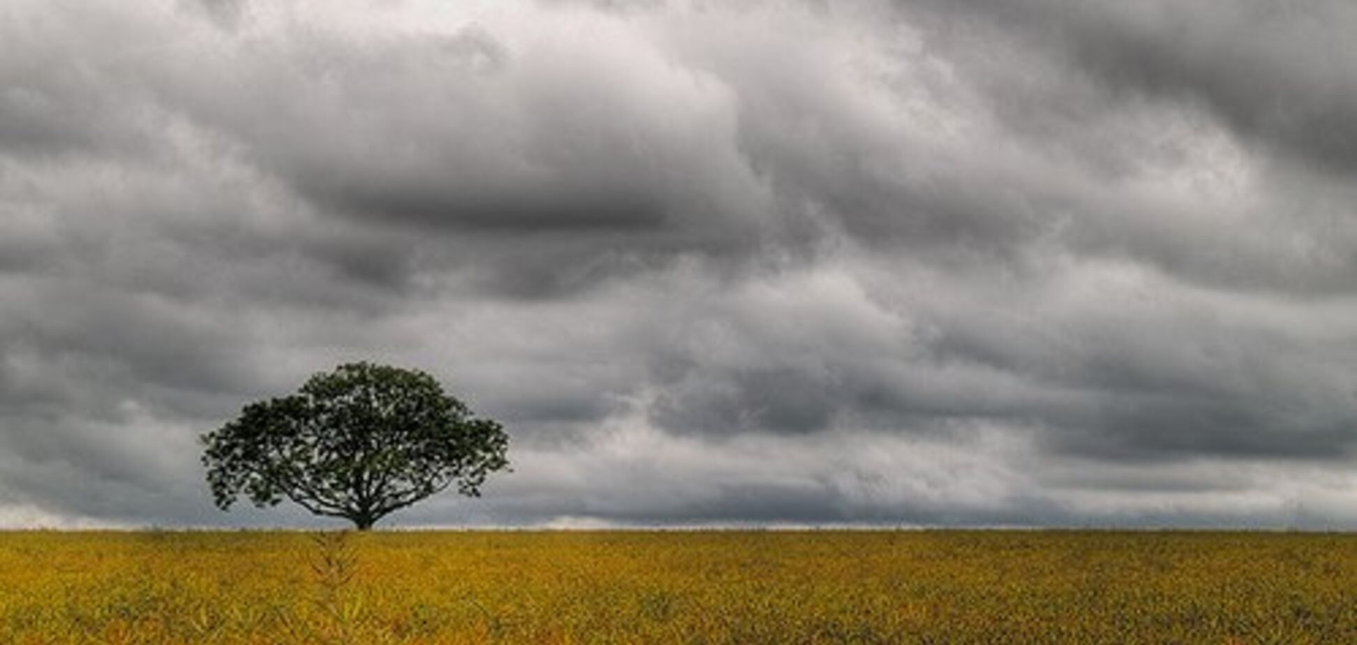 Лето затаилось: синоптики дали пасмурный прогноз по Украине