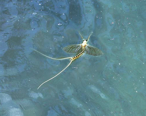 Комаха-одноденка