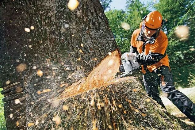 Мораторий на вырубку деревьев: заммэра Днепра раскрыл важные подробности
