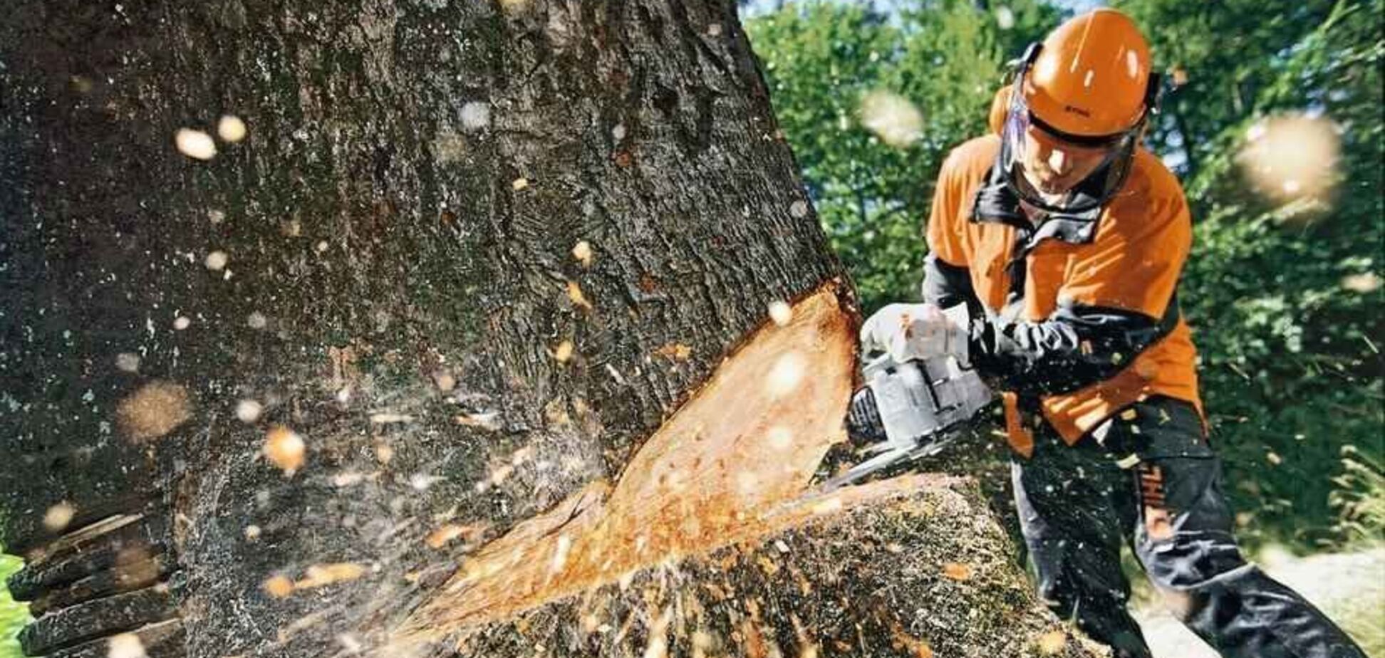 Мораторій на вирубування дерев: заступник мера Дніпра розкрив важливі подробиці