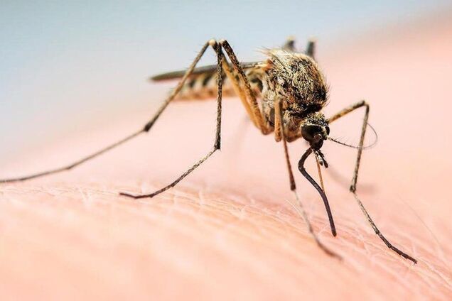 Стало известно, какую группу крови больше всего любят комары