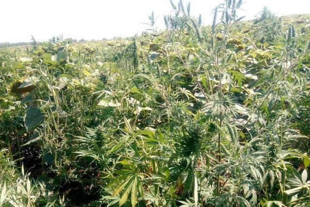 На Дніпропетровщині фермер виявив тисячі кущів конопель на поле з соняшниками