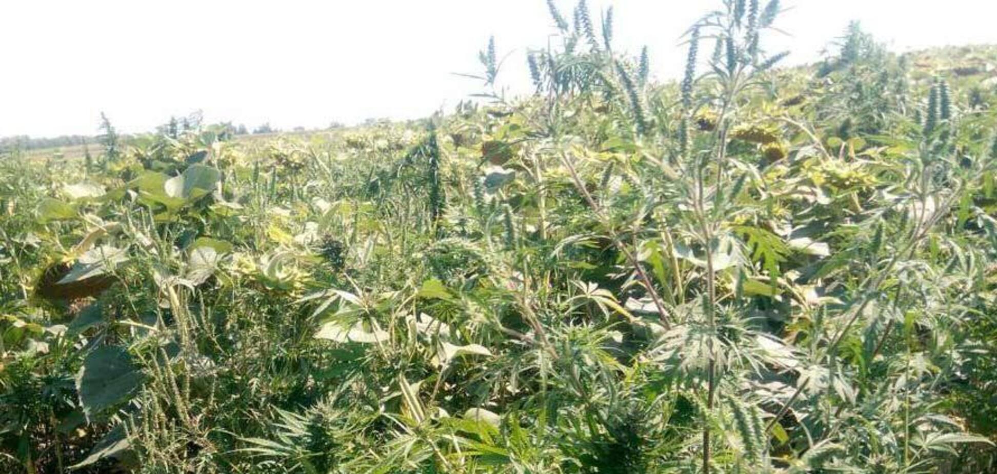 На Днепропетровщине фермер обнаружил тысячи кустов конопли на поле с подсолнухами